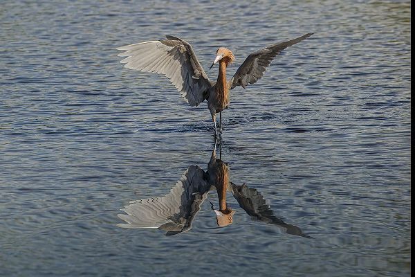 Jones, Adam 아티스트의 Reddish egret fishing-Merritt Island National Wildlife Refuge-Florida작품입니다.